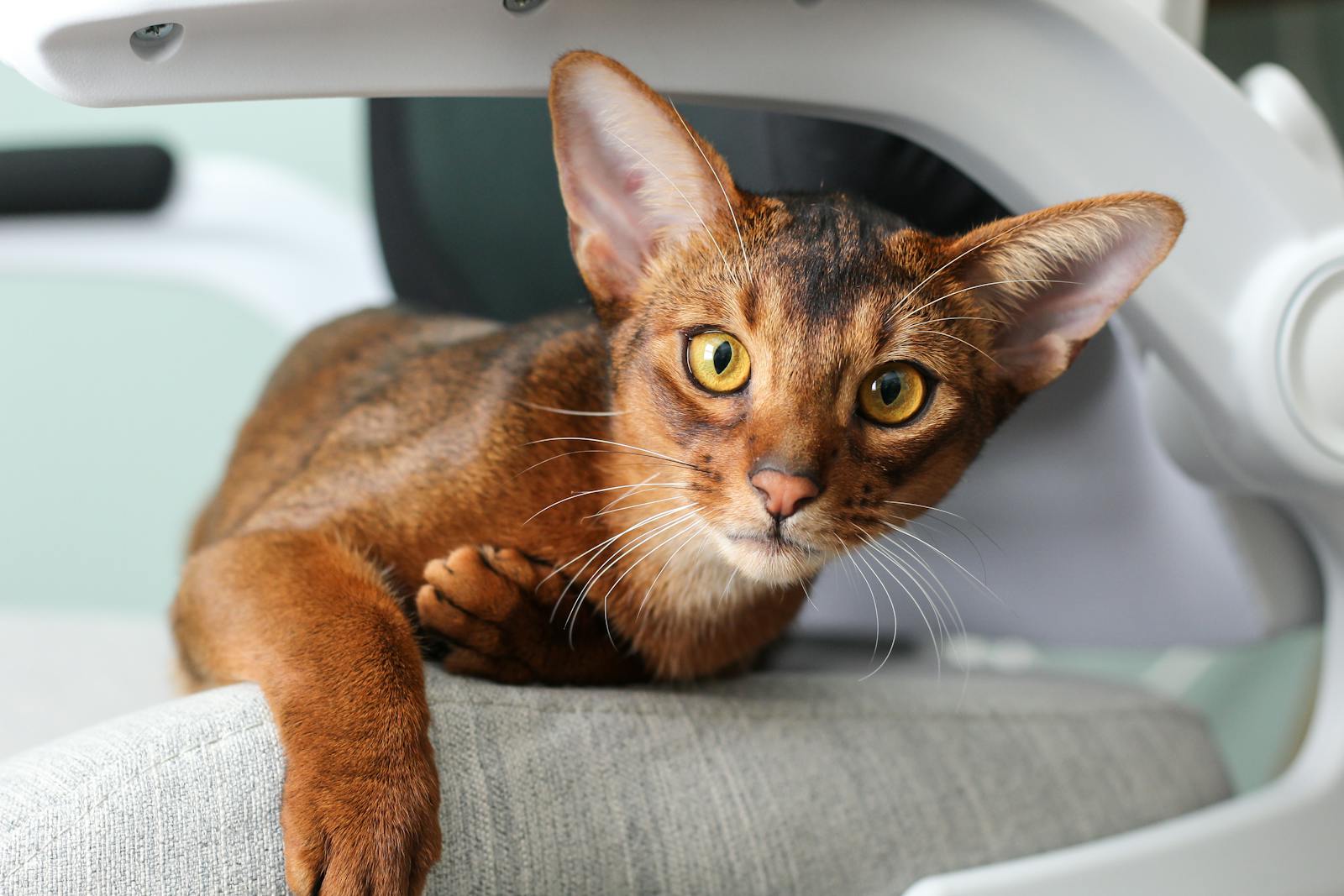 Close-Up Photo of an Abyssinian Cat