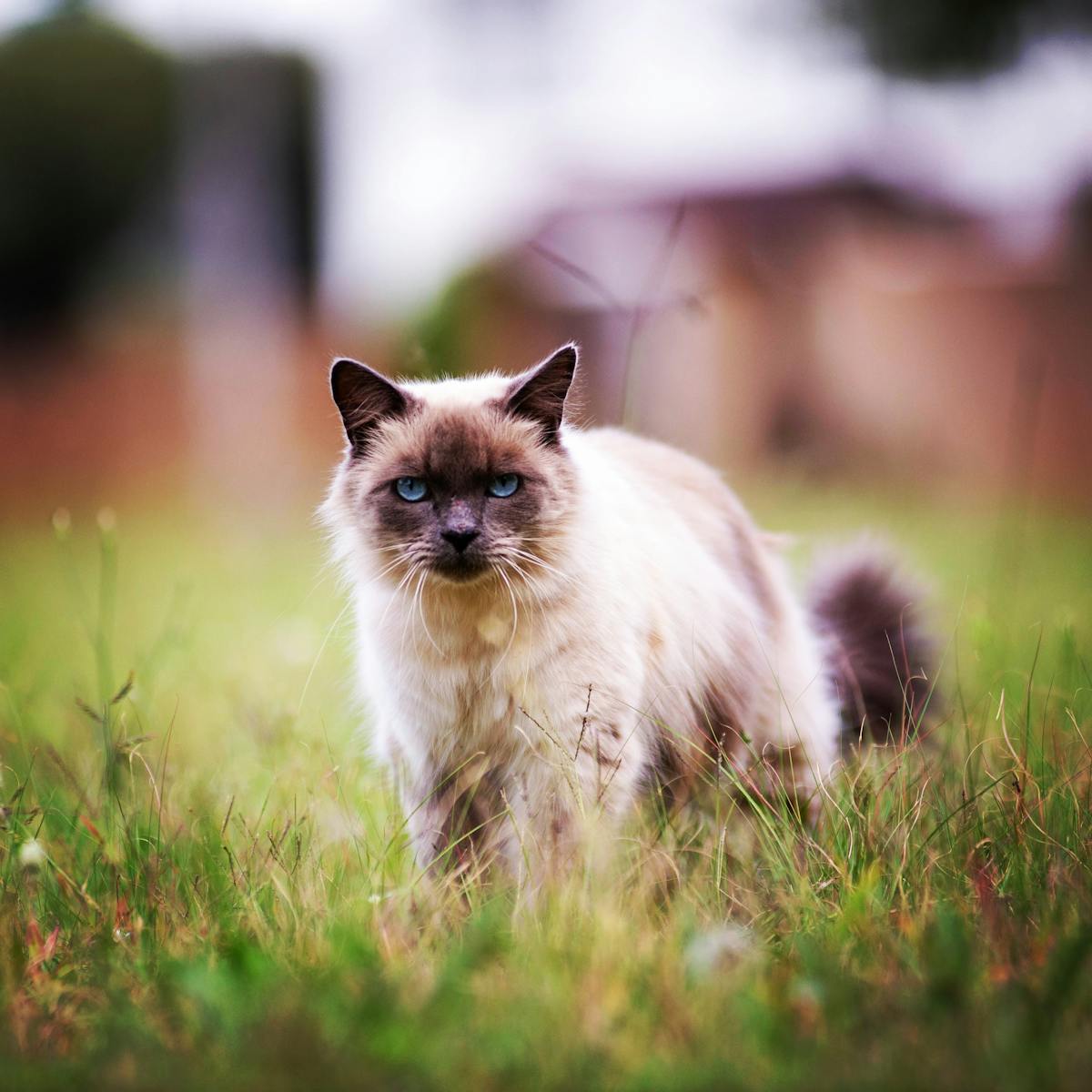 A Birman Cat on Green Grass, 13 Cat Breeds That Get Along Well with Dogs