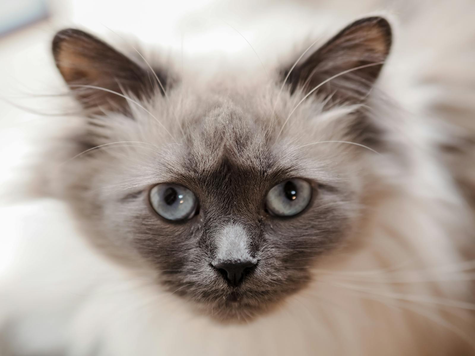 A Beautiful Ragdoll Cat Portrait, 13 Cat Breeds That Get Along Well with Dogs