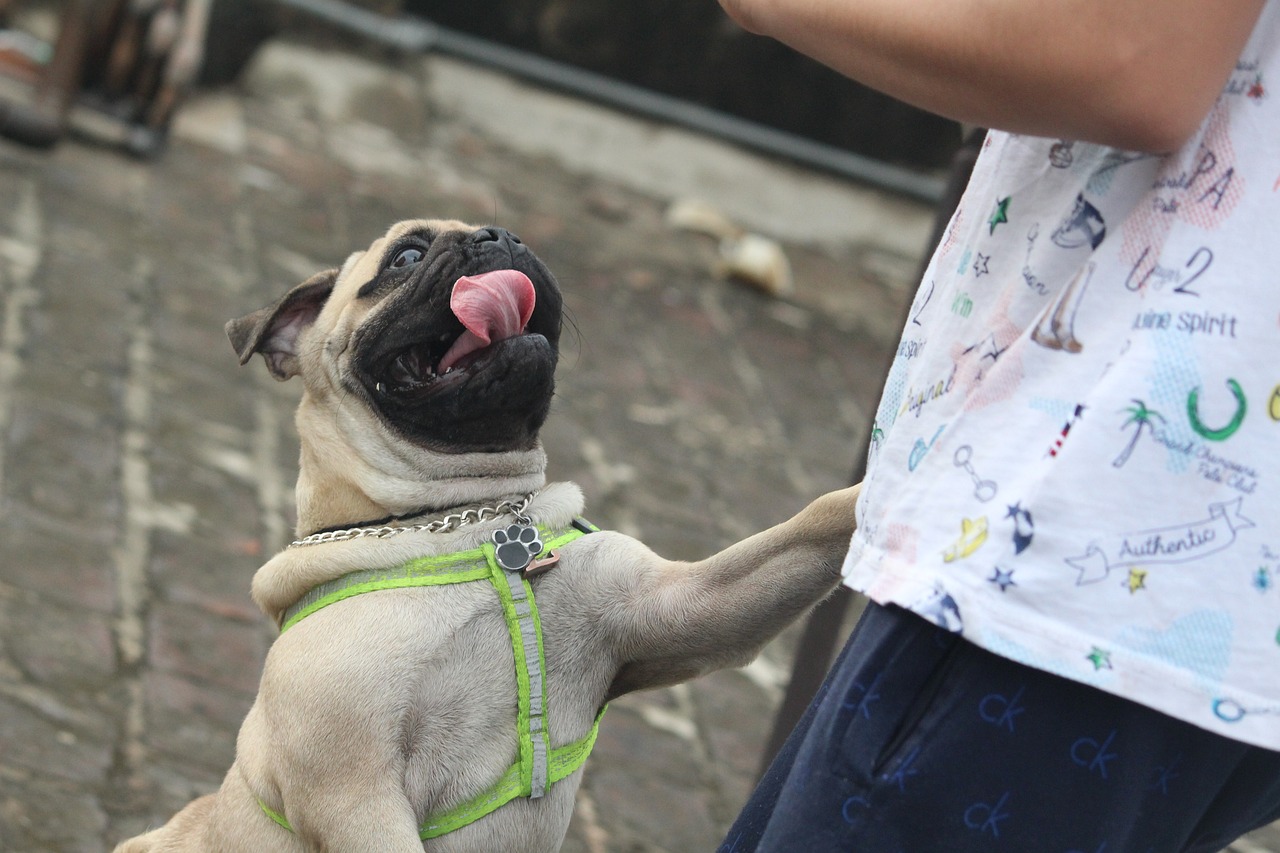 pug, tongue, jumping dog