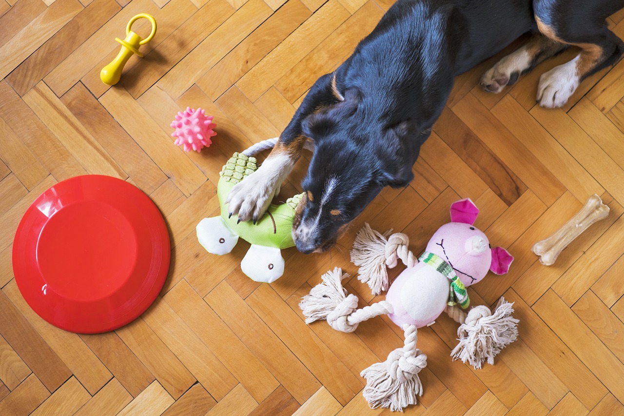 dog toys, pet, dog playing