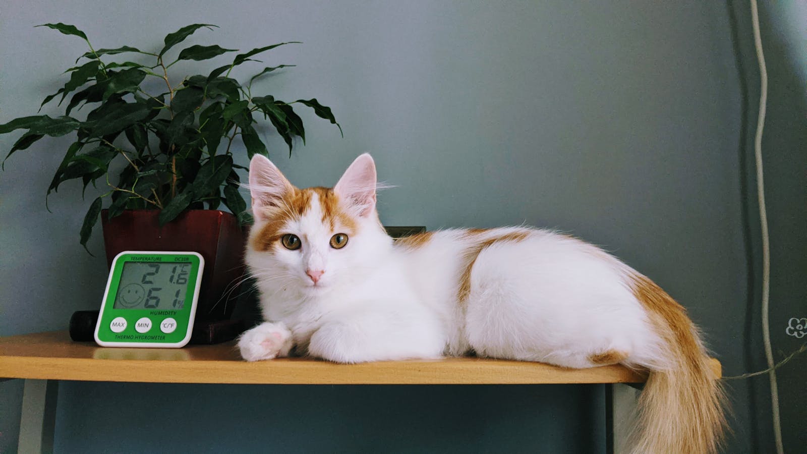 A Cat Lying on the Table, 13 Cat Breeds That Get Along Well with Dogs