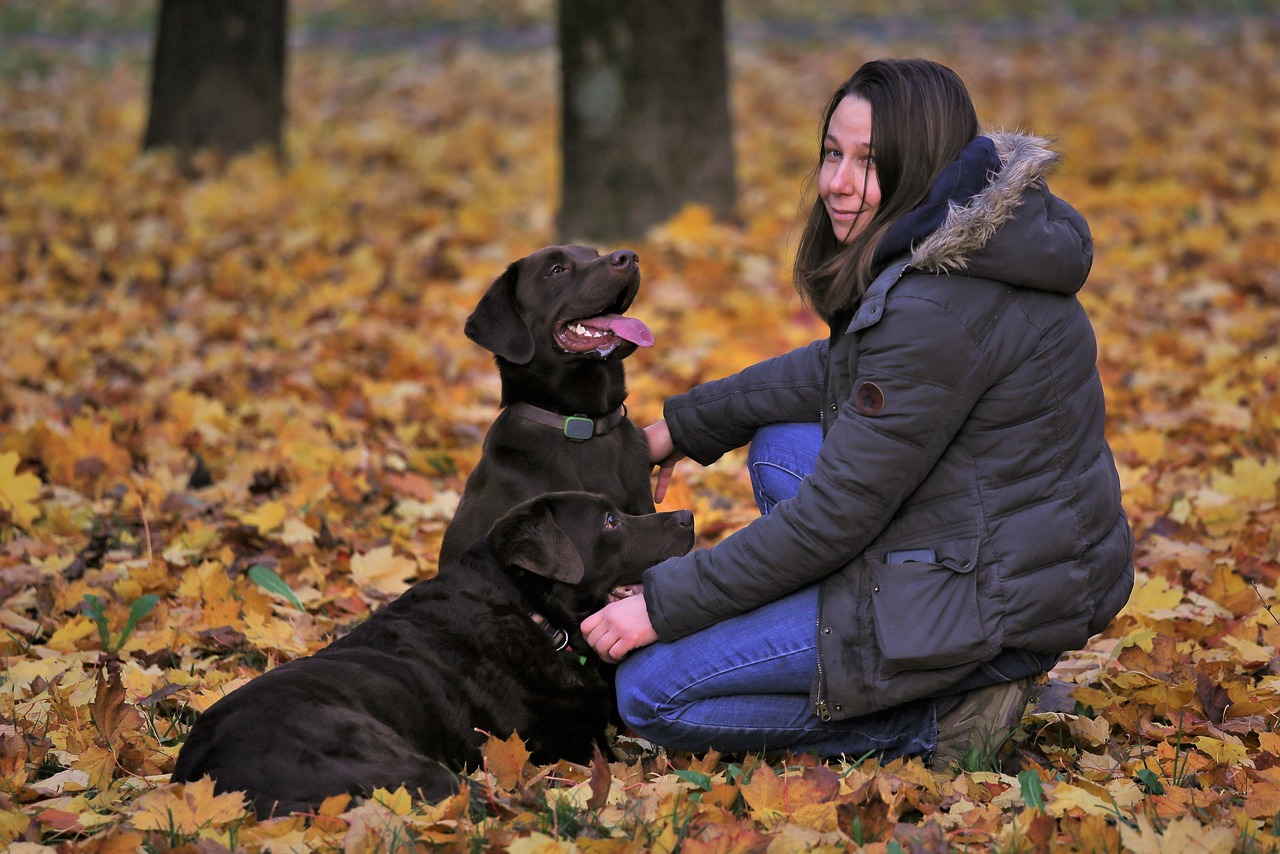 dog trainer, girl with dogs, autumn