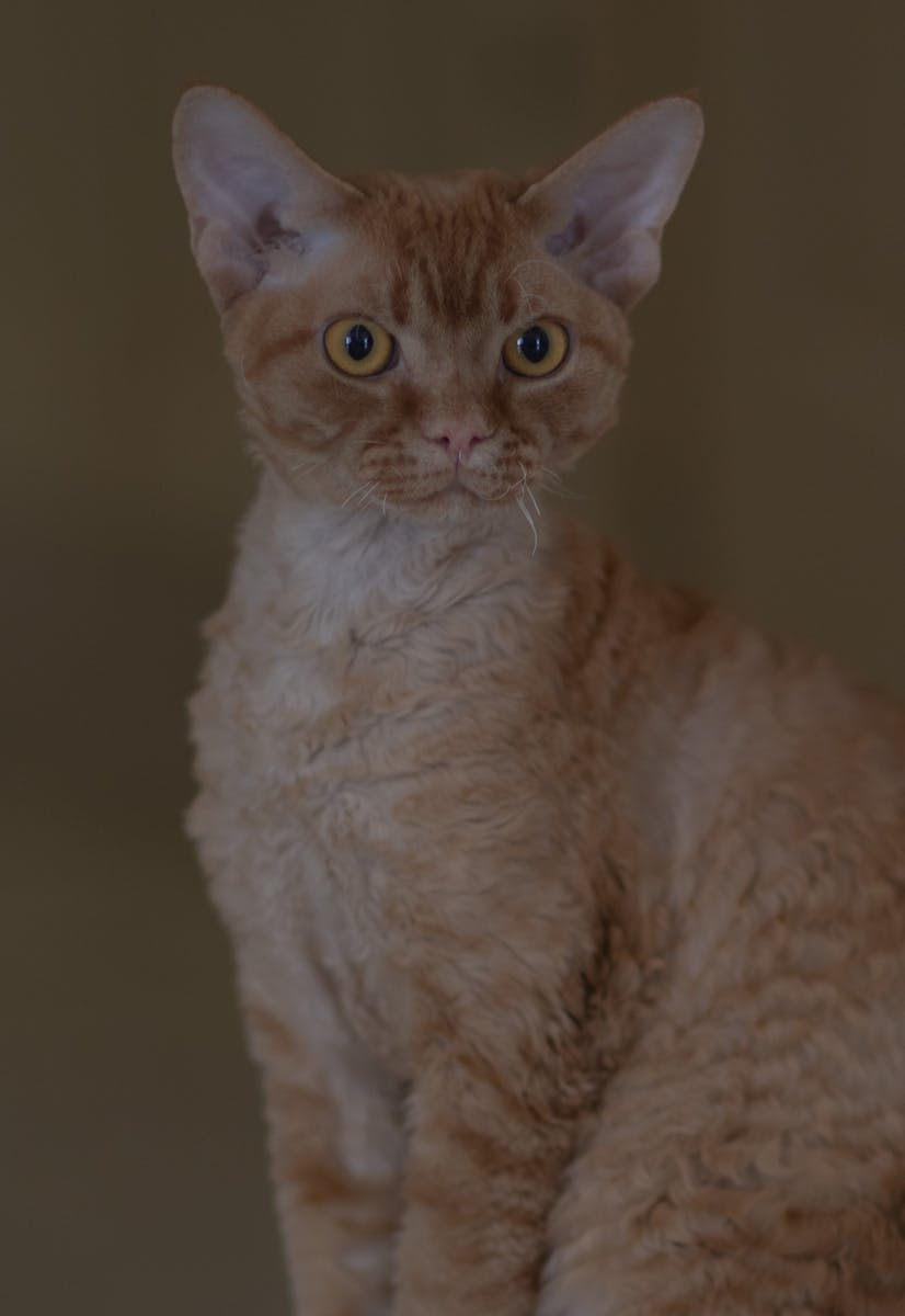 Close Up Photo of a Cat