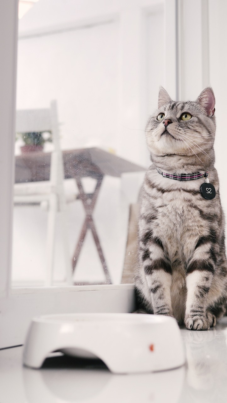 cat, american shorthair, sitting posture, 13 Cat Breeds That Get Along Well with Dogs