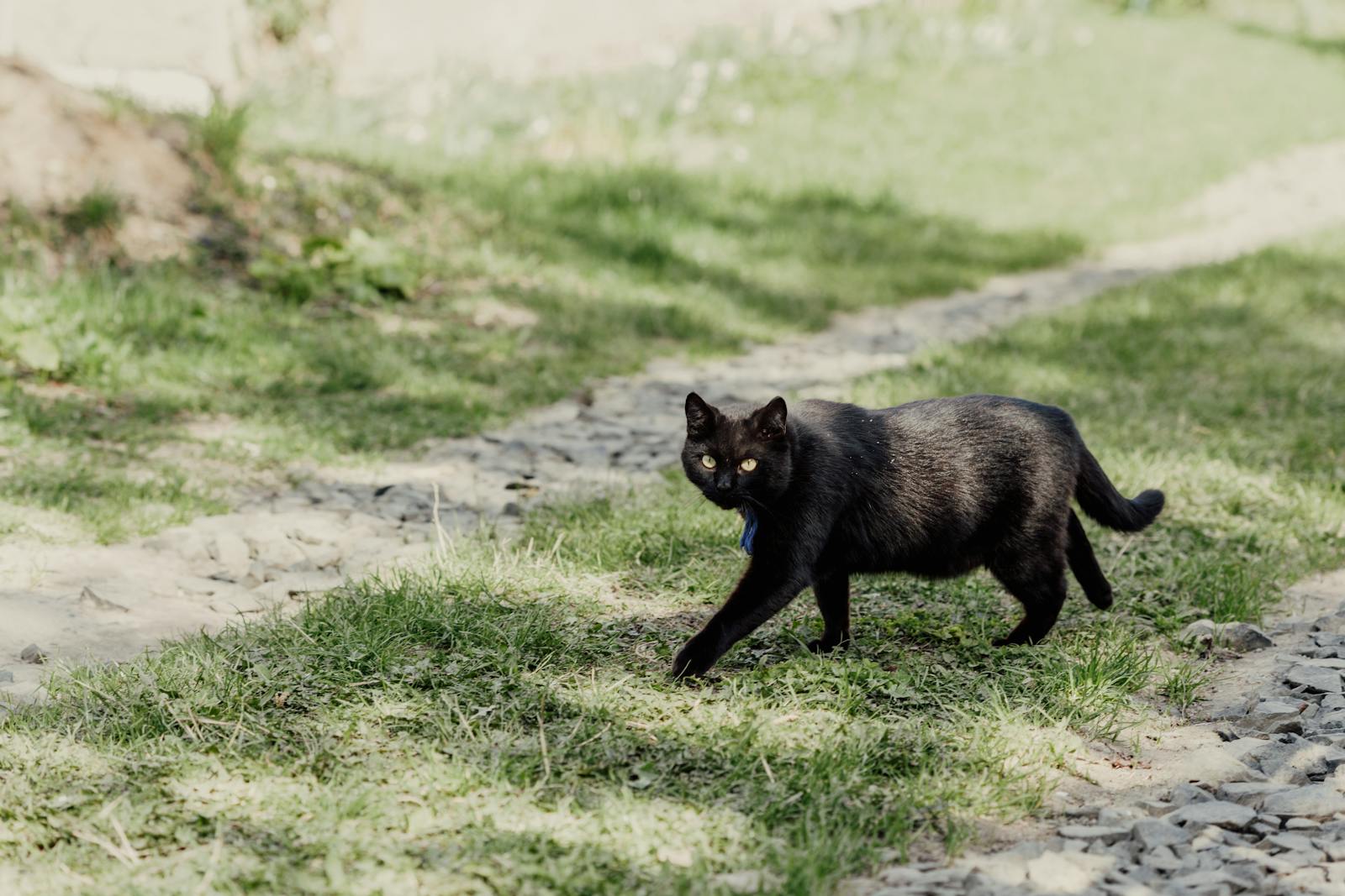 A Bombay Cat on the Grass