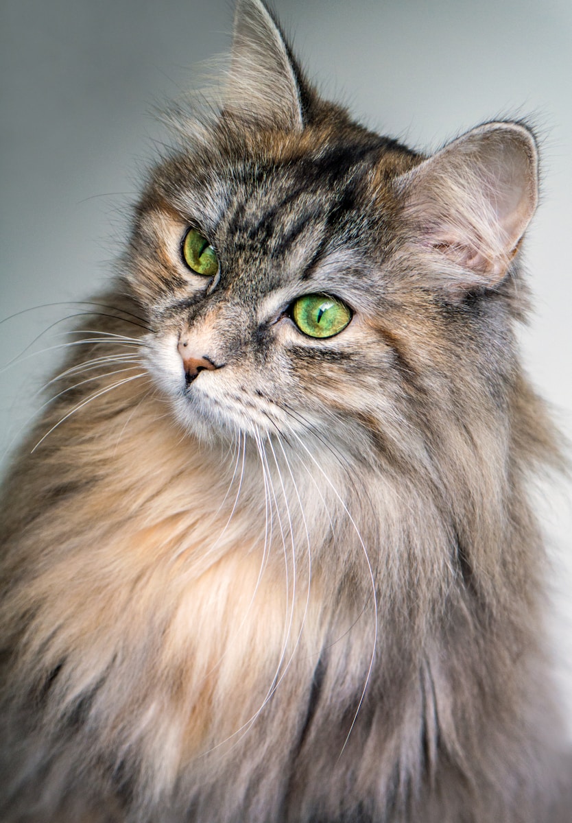 focus photography of long-fur brown cat, 13 Cat Breeds That Get Along Well with Dogs