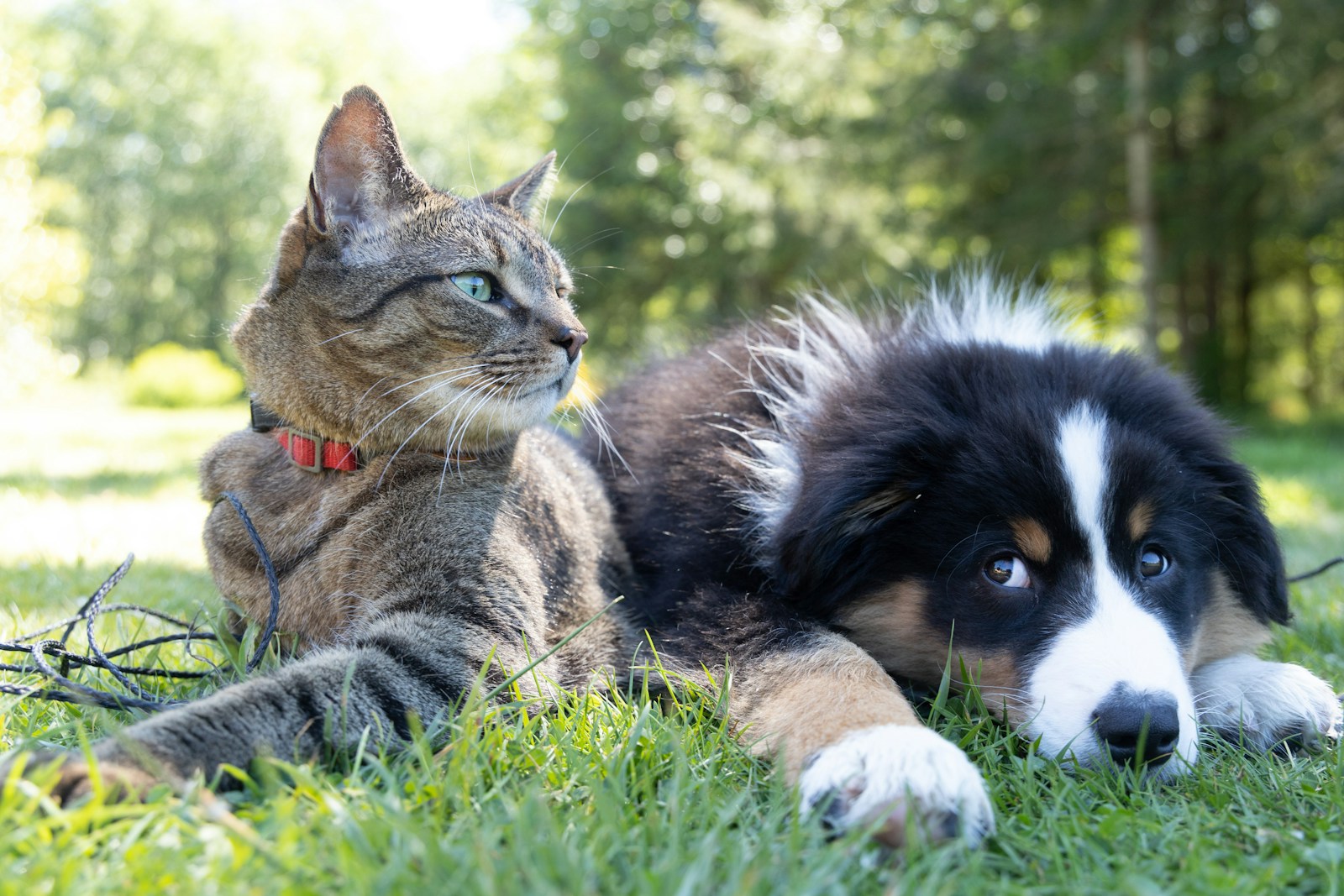 a dog and a cat laying in the grass, 13 Cat Breeds That Get Along Well with Dogs